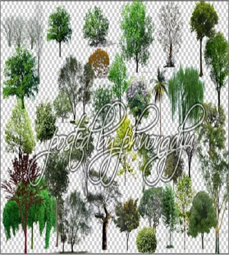 اشجار بدون خلفيه منوعه Tree Transparent PSD 06