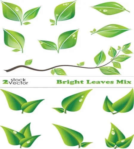 غصون و اوراق خضراء ملفات مفتوحه Vectors - Bright Leaves Mix