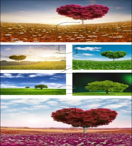 ستوكات صور من الطبيعه مروج واشجار Nature and love tree