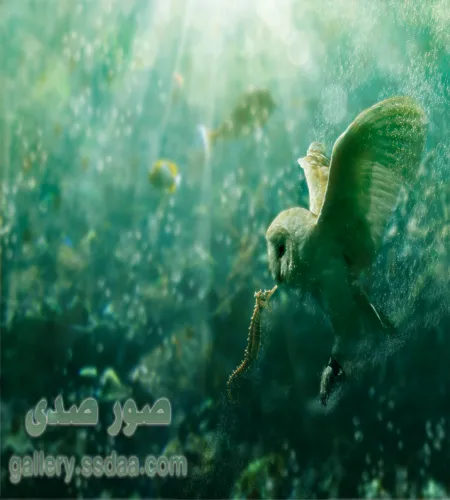 تصميم دمج رائع لطائر البومه بداخل البحر ملف مفتوح psd تصميم دمج رائع لطائر البومه بداخل البحر ملف مفتوح psd