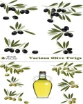 تصميم زيتون فيكتور رائعه Various Olive Twigs