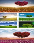 ستوكات صور من الطبيعه مروج واشجار Nature and love tree